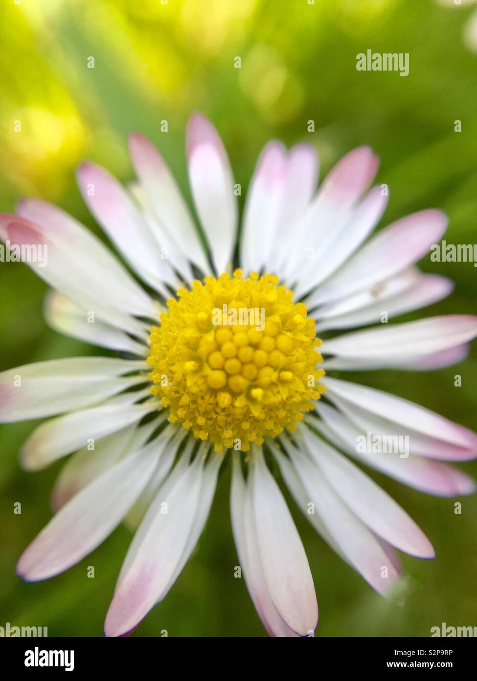 Feder daisy immer unter einem grünen Rasen Stockfoto