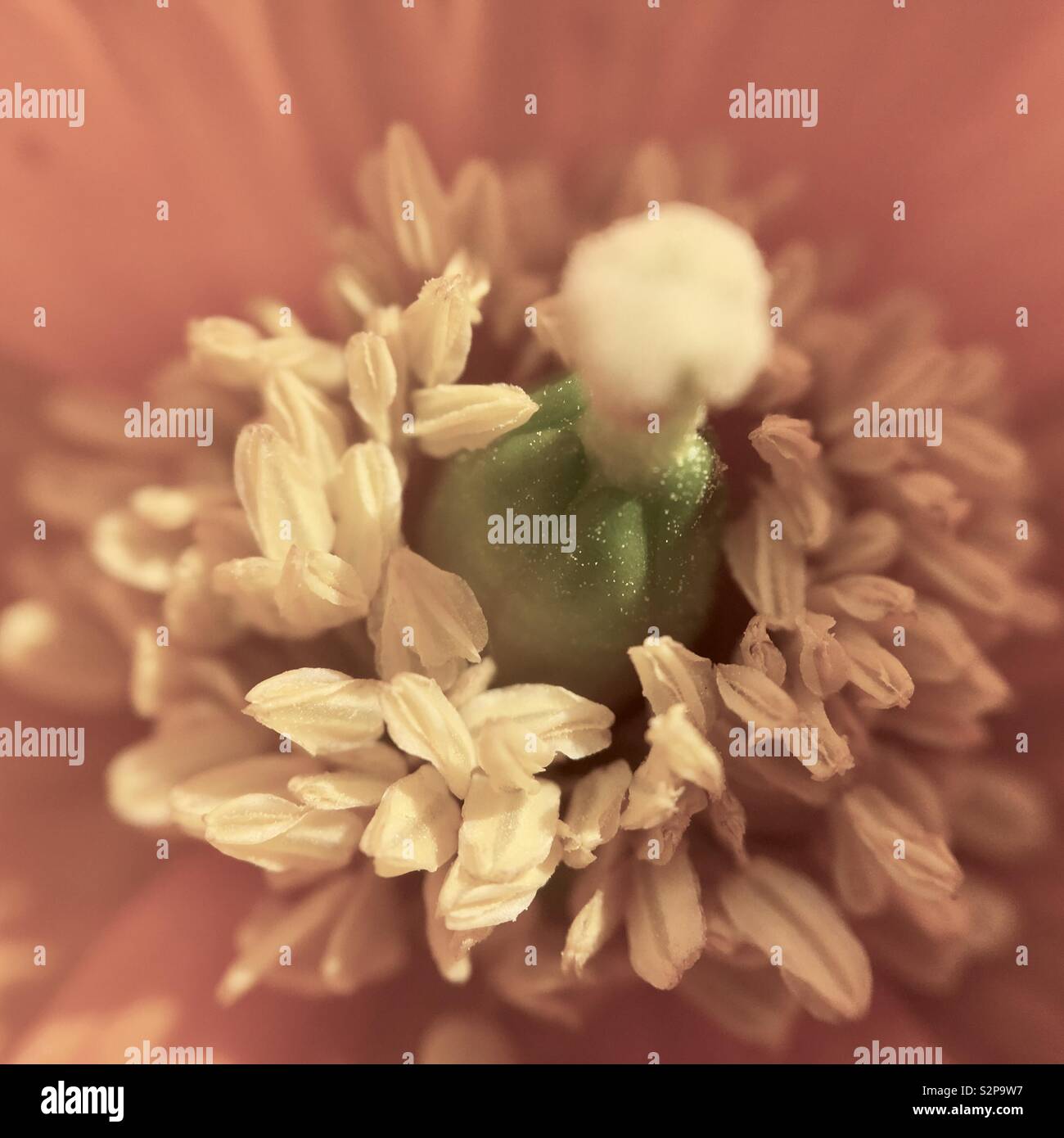 Makro von einer Mohnblume Staubfaden Stockfoto
