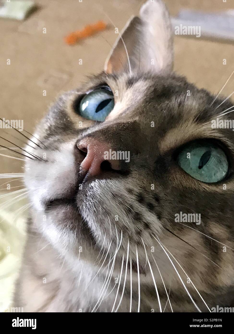 Bengal Blau Stockfoto