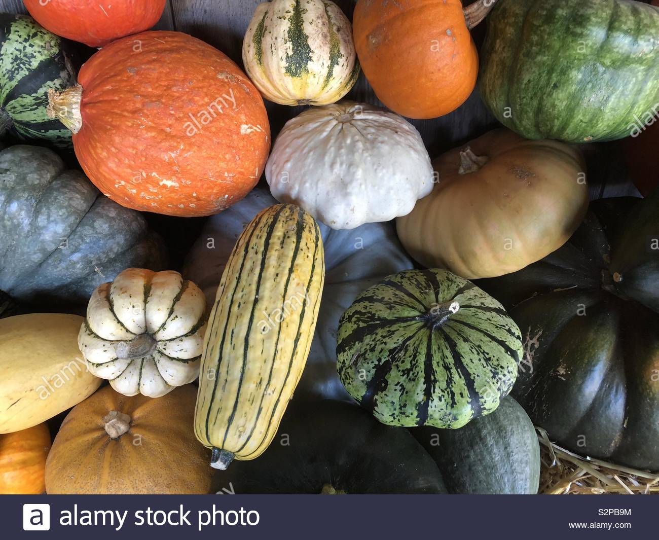 Im Herbst Kürbisse Stockfoto