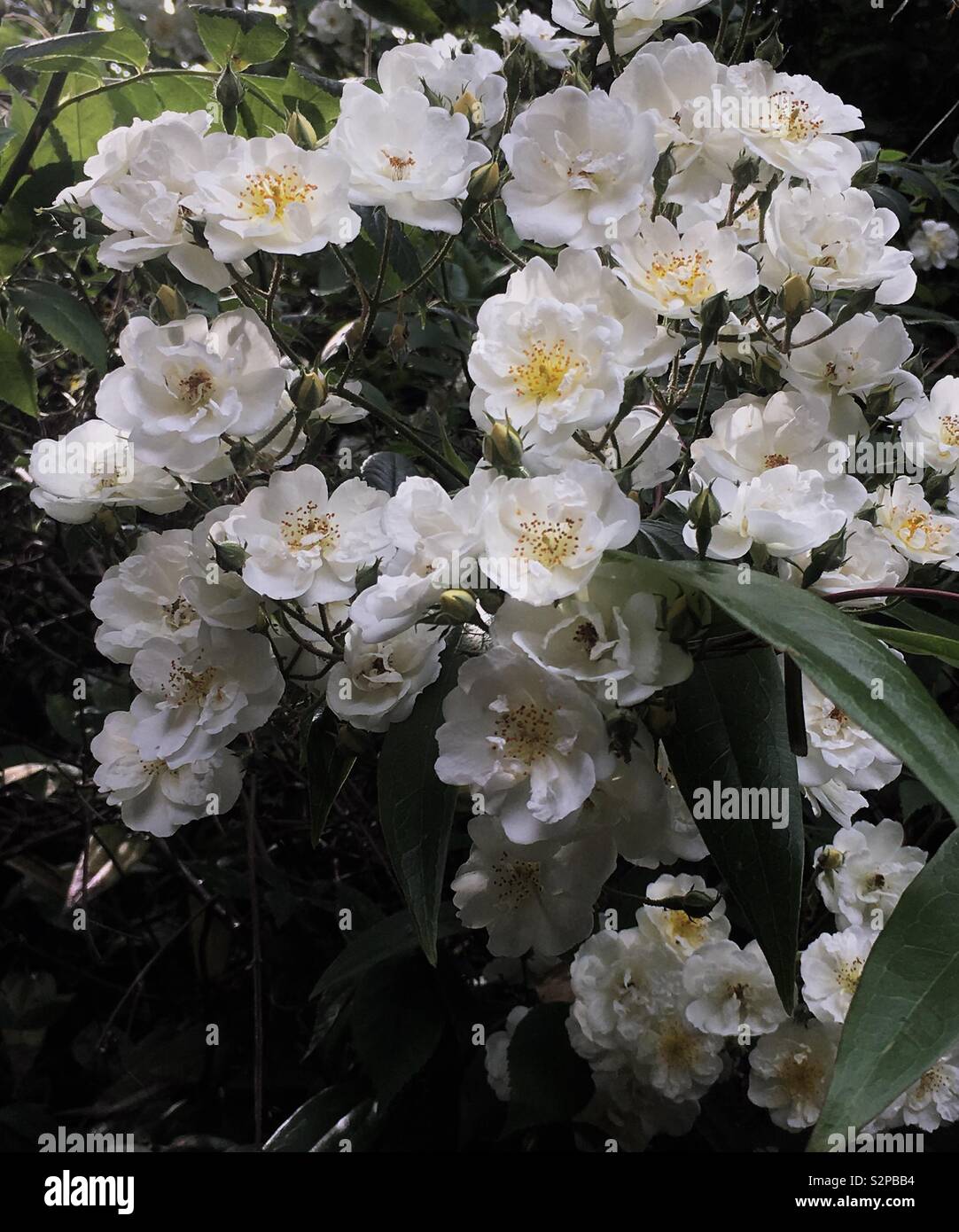 Rambling Rector Kletterrose Stockfoto