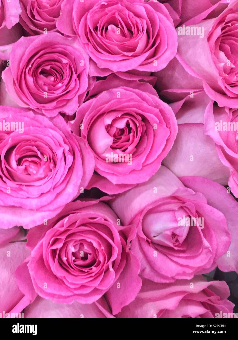 Strauß frischer Rosen in voller Blüte. - Smartphone-aufgenommenes Stockfoto