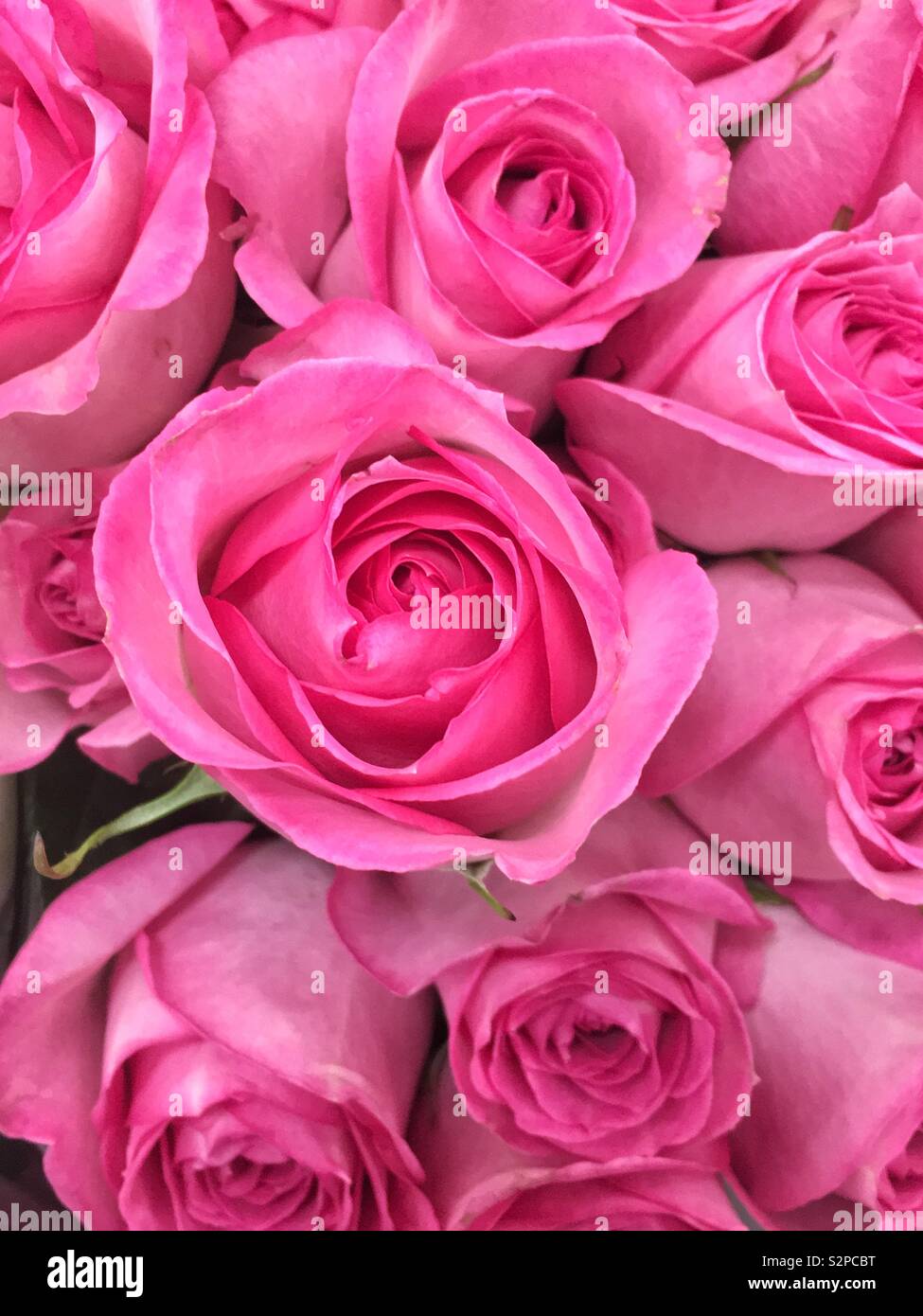 Strauß frischer Rosen in voller Blüte. - Smartphone-aufgenommenes Stockfoto