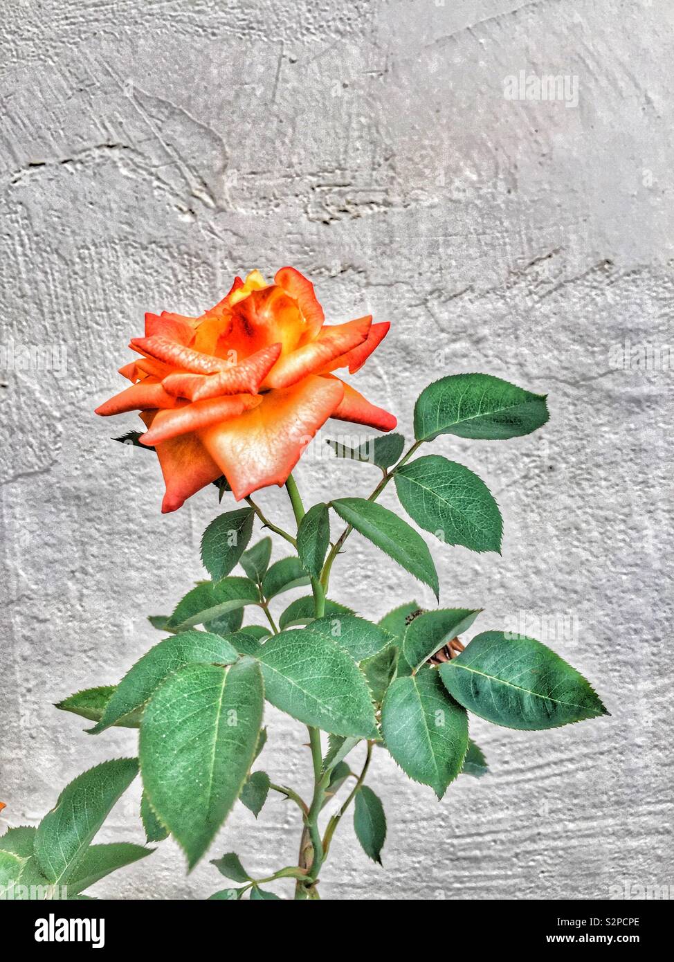 Orange Rose - Smartphone-aufgenommenes Stockfoto