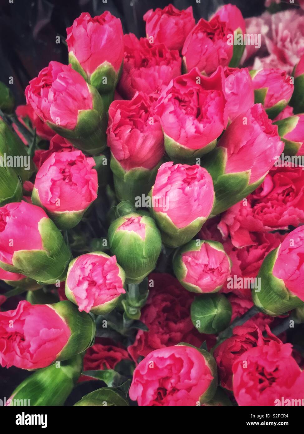 Schönen Blumenstrauß der frischen rosa Nelke Blume Knospen. Stockfoto