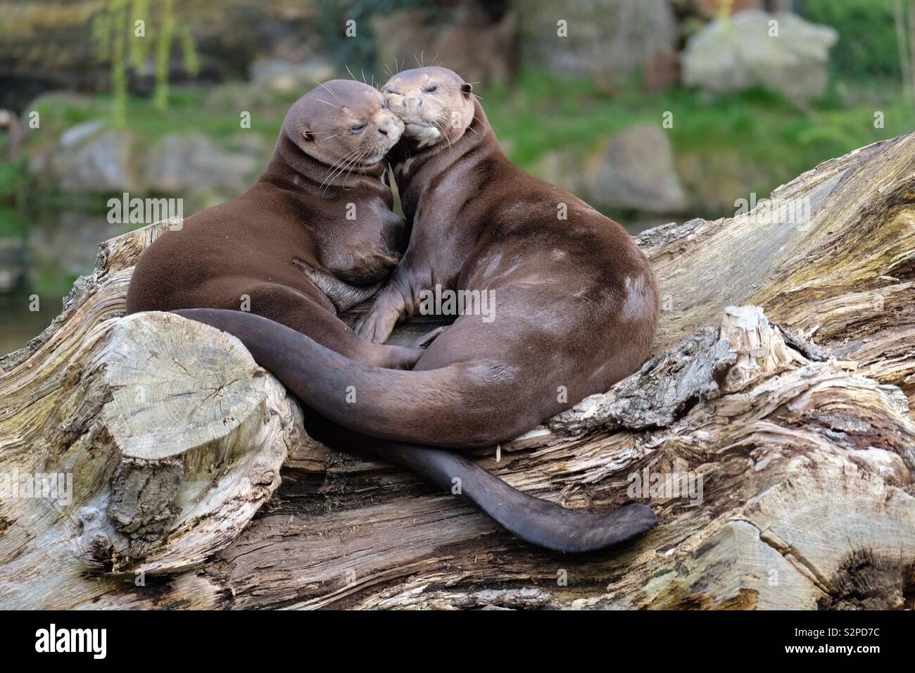 Otter kuscheln -Fotos und -Bildmaterial in hoher Auflösung – Alamy