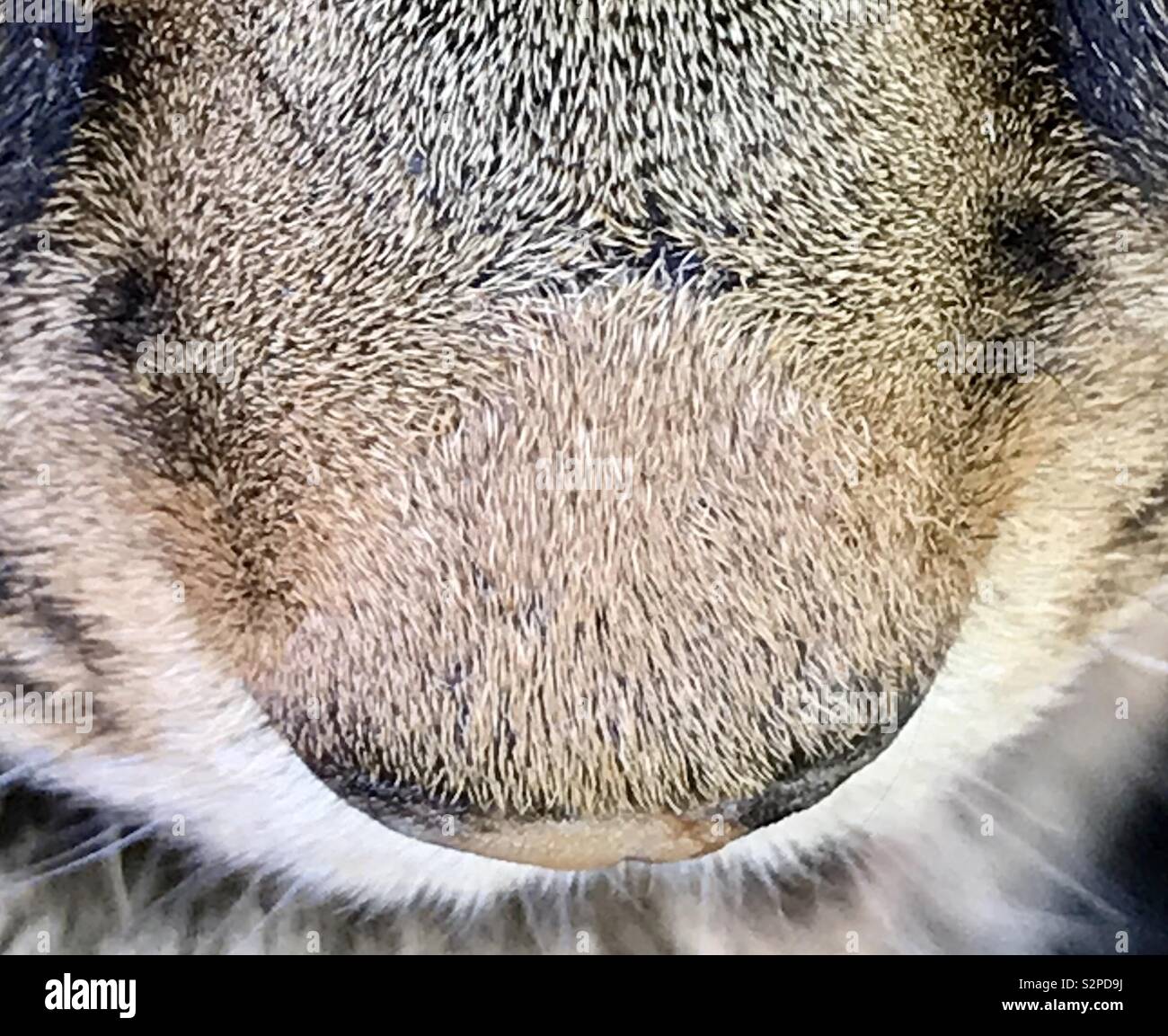 Katzen-Nase Stockfoto