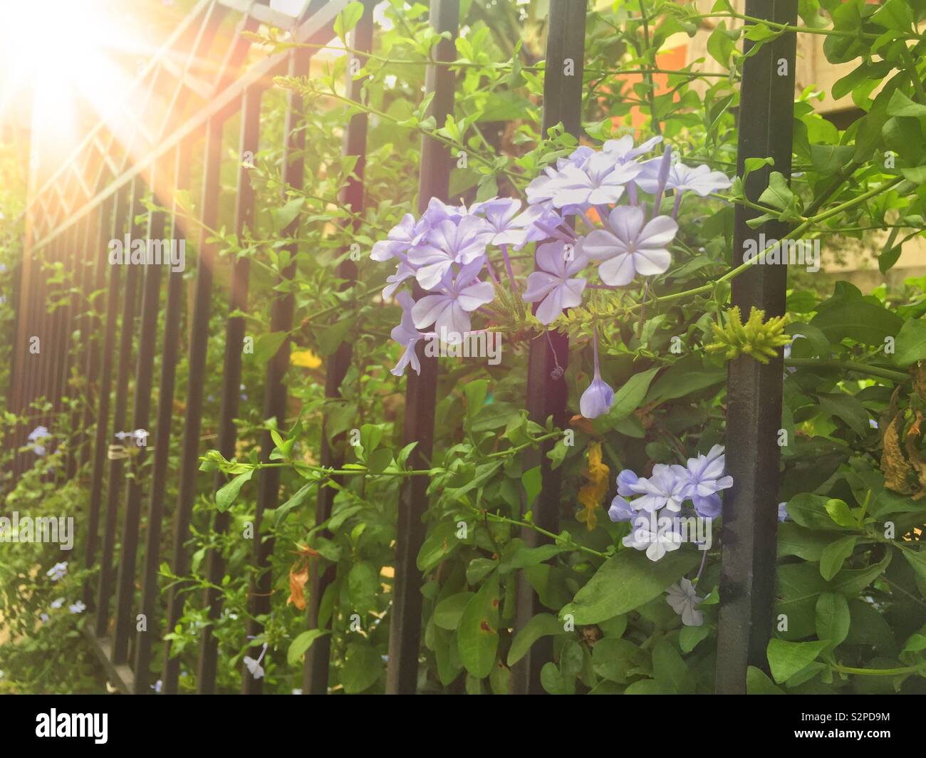 Lila Mehrjährig Blumen im Garten - Smartphone-aufgenommenes Stockfoto