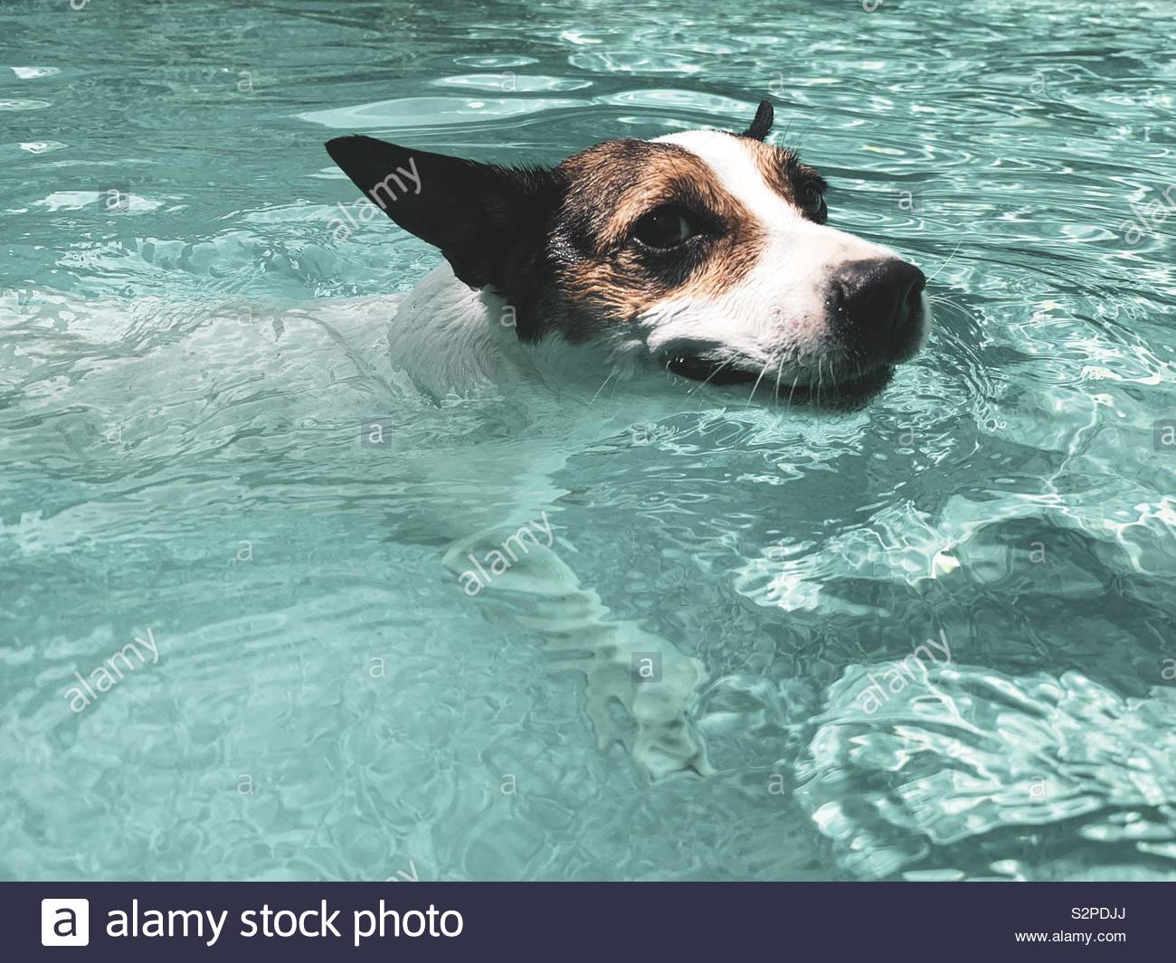 Hund macht ein lustiges Gesicht beim Schwimmen Stockfoto