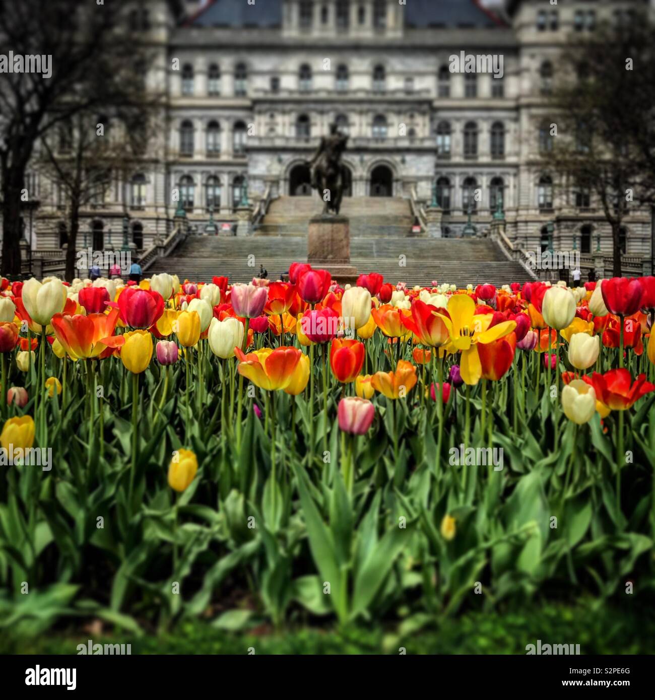 Tulpen vor der New York State Capitol Stockfoto