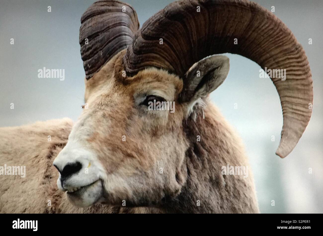 Big Horn Mountain Schafe, Kananaskis Country, Alberta, Kanada - Smartphone-aufgenommenes Stockfoto