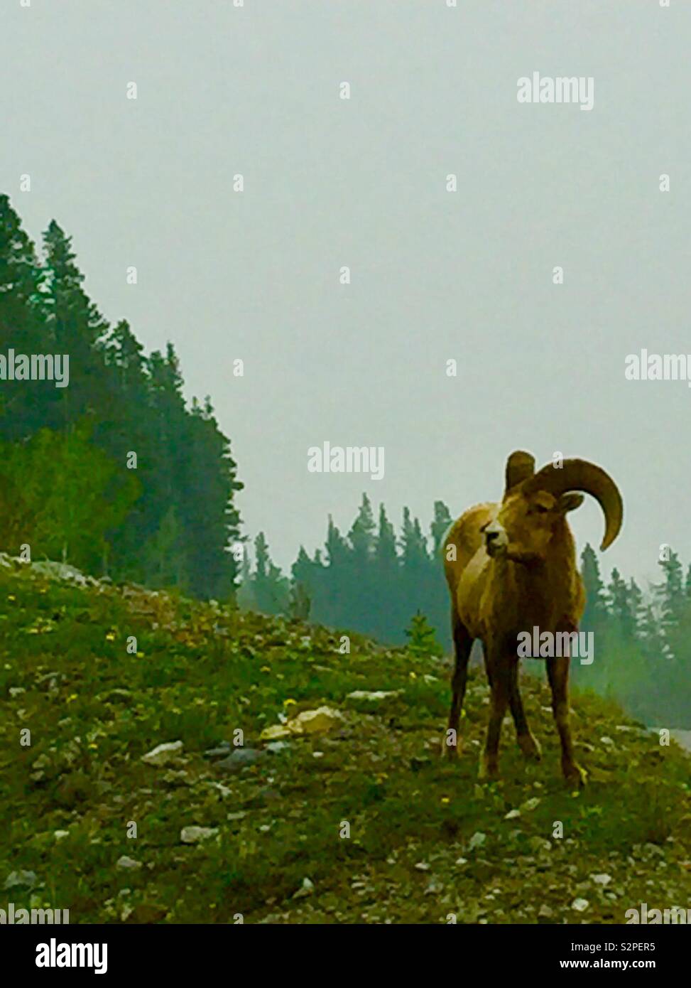 Big Horn Mountain Schafe, Kananaskis Country, Alberta, Kanada - Smartphone-aufgenommenes Stockfoto