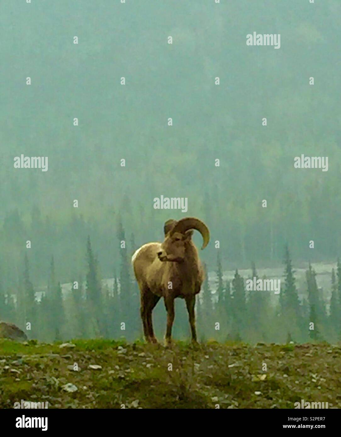 Big Horn Mountain Schafe, Kananaskis Country, Alberta, Kanada - Smartphone-aufgenommenes Stockfoto