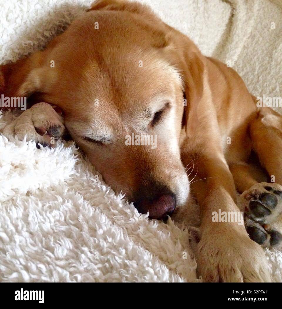 Golden Labrador Retriever schlafen auf der Couch Stockfoto