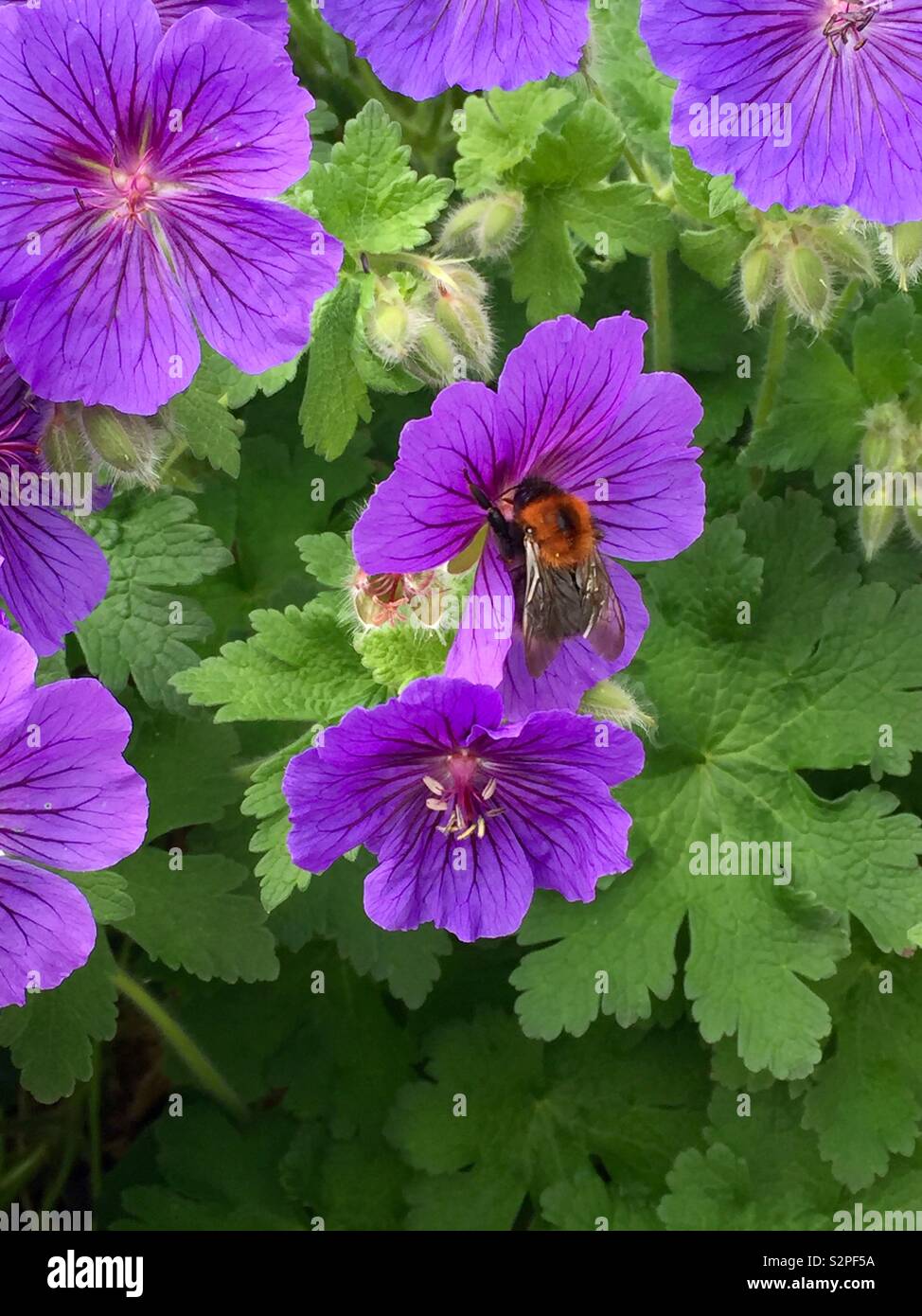 Blumen, Pflanzen, wilde Geranien, Geranien, Biene, Bienen, Bestäubung Stockfoto