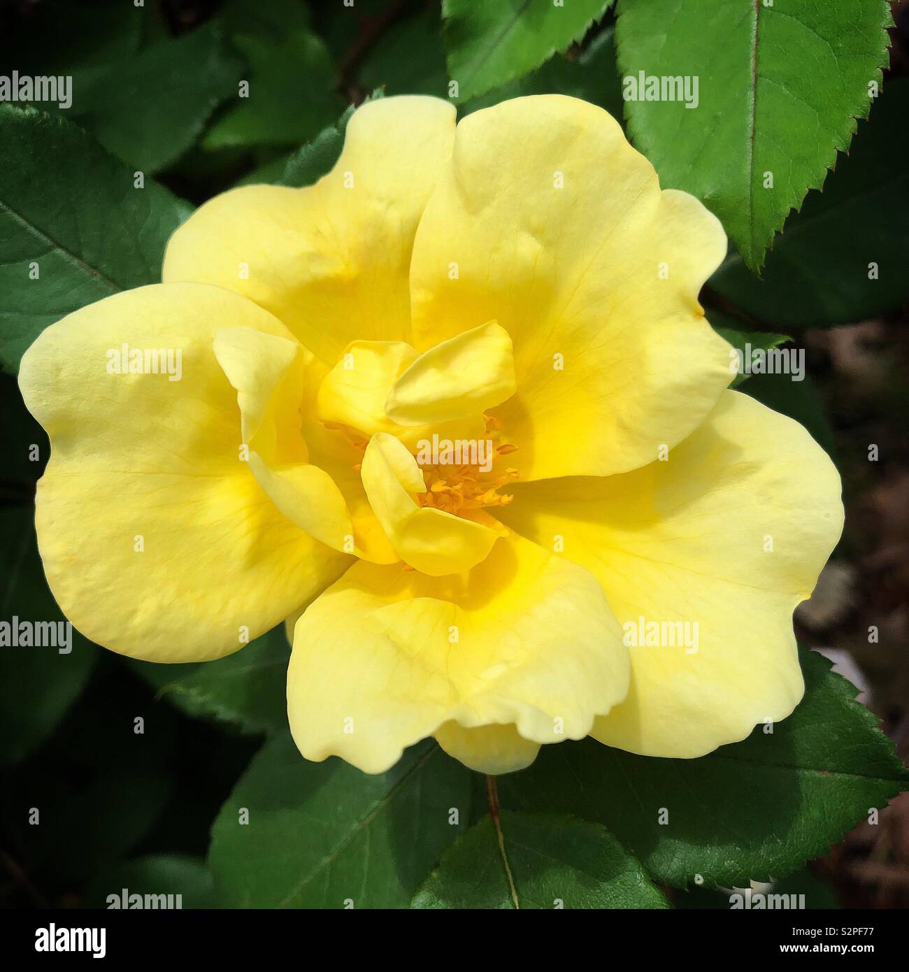 Gelbe Rose, Central Park, Honesdale, Pennsylvania Stockfoto