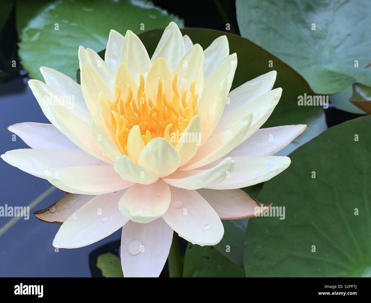 Schöne rosa-weiße Seerose Stockfoto