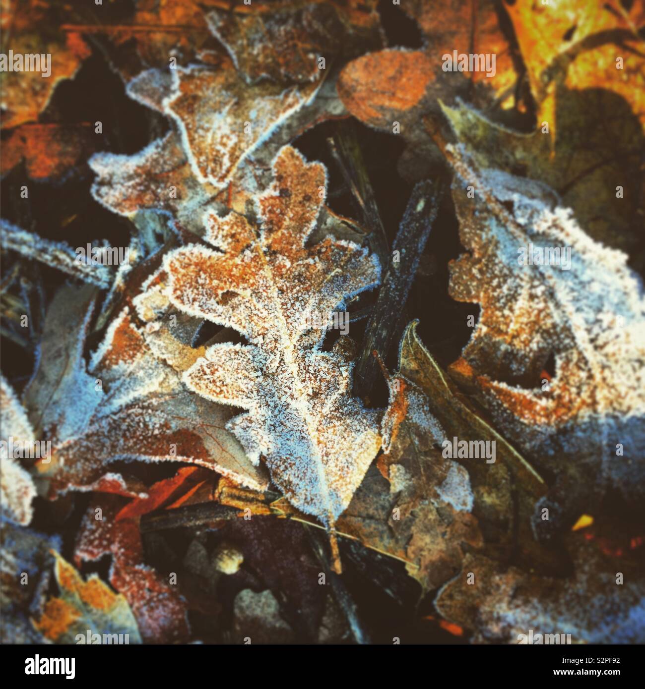 Frostige Blätter. Stockfoto