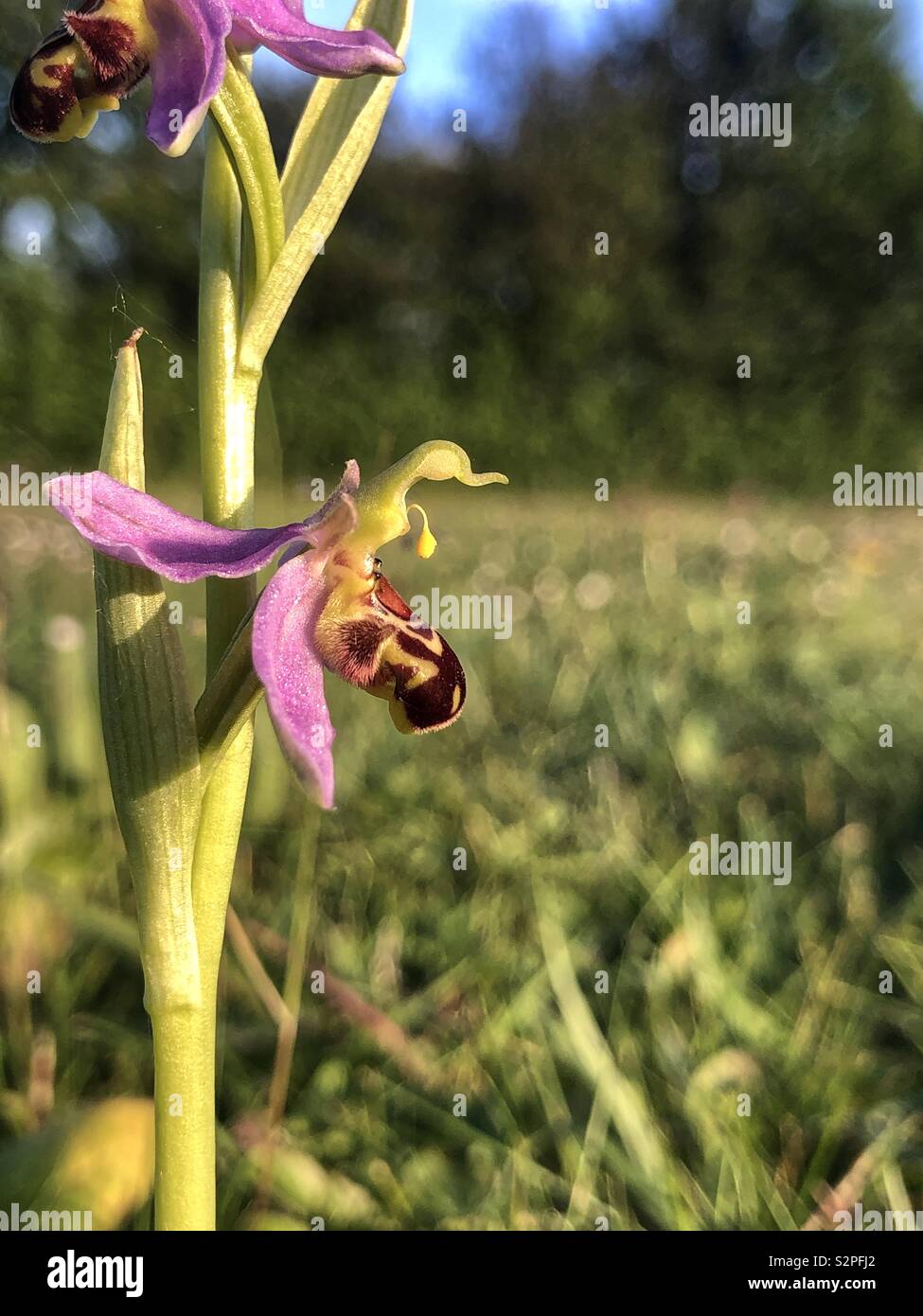 Bienen-ragwurz wilde Blume - Smartphone-aufgenommenes Stockfoto