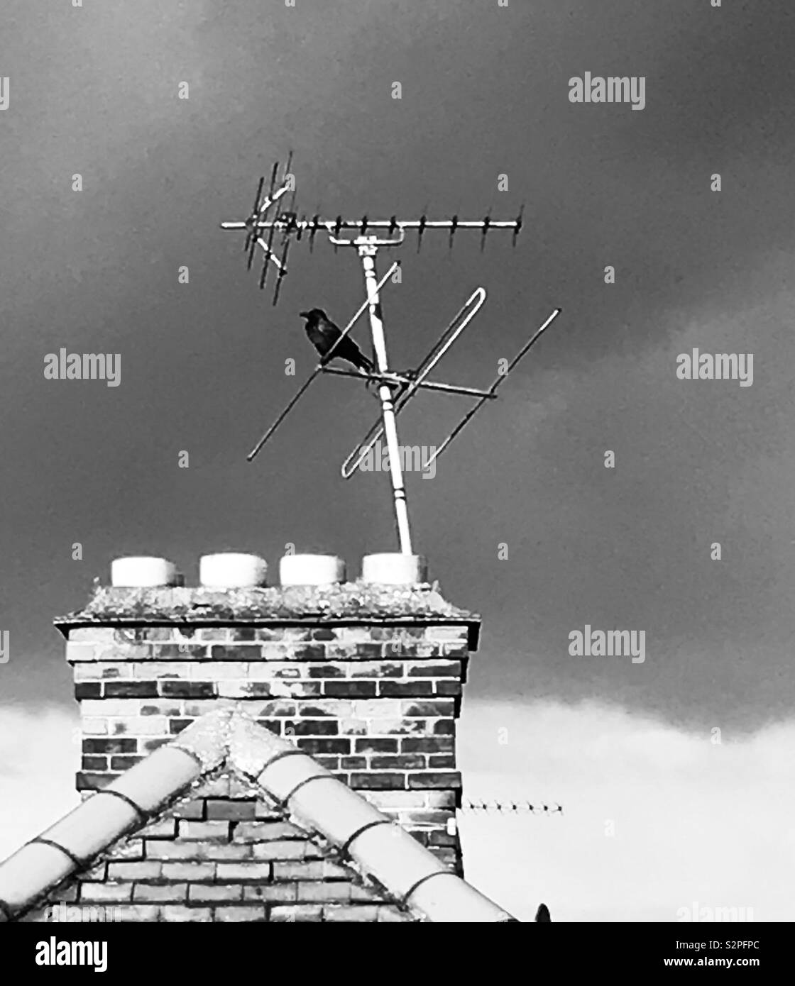 Krähe auf einem Dach vor einem Sturm - Smartphone-aufgenommenes Stockfoto