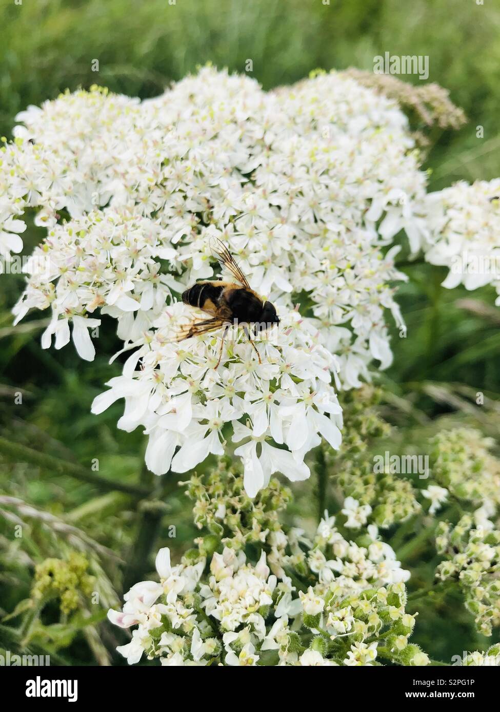 Honey Bee Pollen sammeln an einem Sommertag in Bristol. In Eastwood Park Nature Reserve Bristol 2019 getroffen Stockfoto