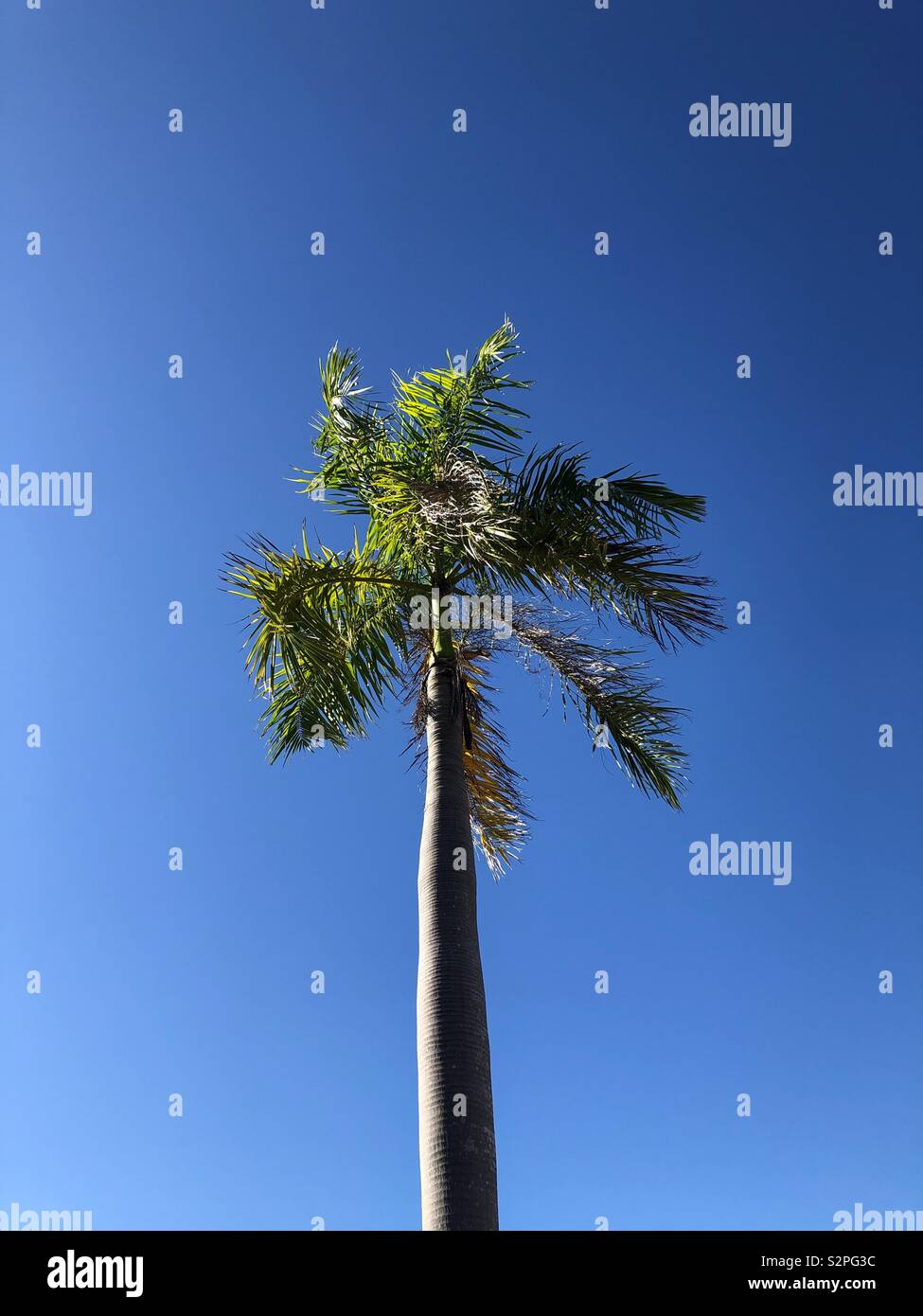 Eine einzige Palme gegen einen klaren blauen Himmel. - Smartphone-aufgenommenes Stockfoto