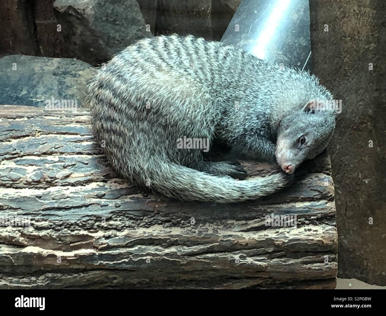 Mongoose schlafen im Central Park Zoo, New York Stockfoto