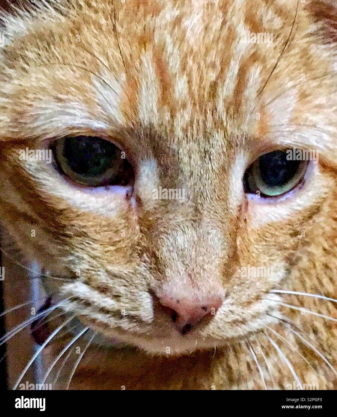 Nahaufnahme von Orange tabby Katze mit grünen Augen schwarze und weiße Schnurrhaare und schwarze Punkte auf rosa Nase links suchen Stockfoto