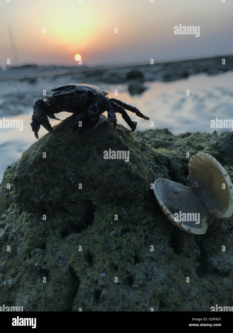 Eine Krabbe zu Fuß entfernt von einer leeren Hülle Stockfoto
