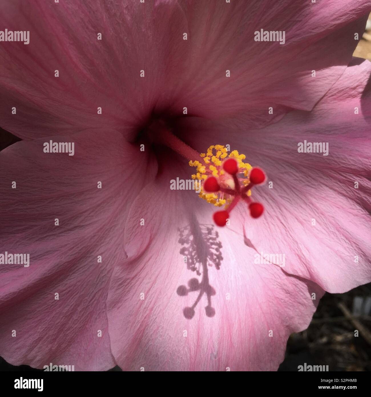 Rosa Hibiskus-Blume - Smartphone-aufgenommenes Stockfoto
