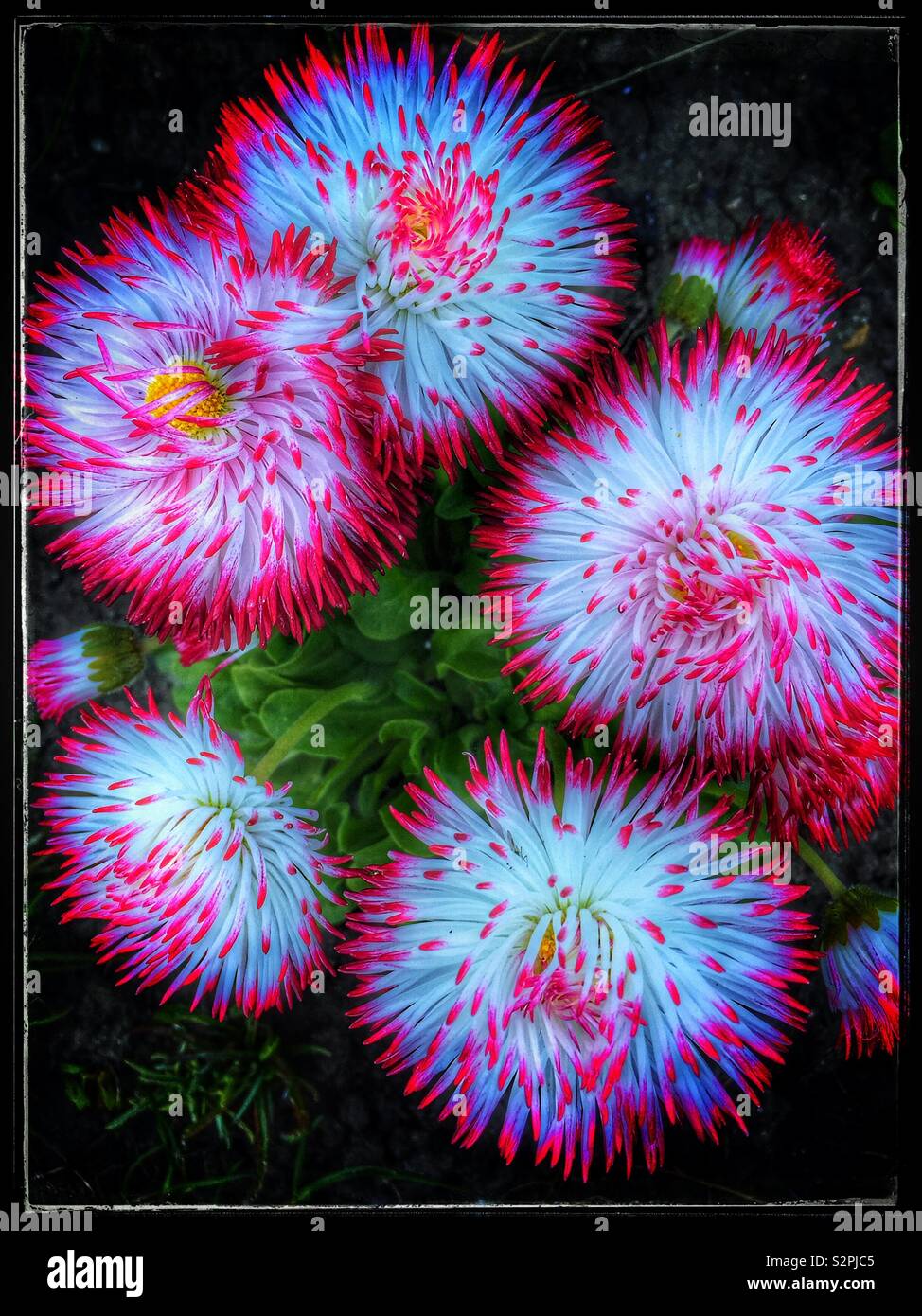 Leuchtende Wirkung von Rosa und Weiße Bellis Perenis Blumen gefiltert. Mitglied der Familie. Stockfoto