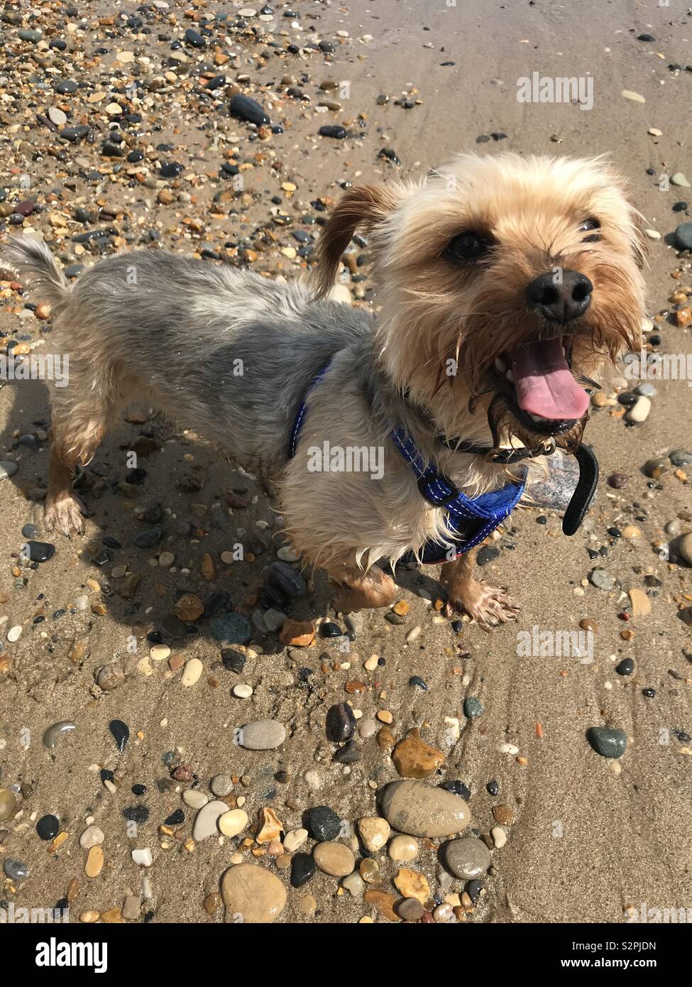 Liebt das Leben so glücklich wie ein Hund sein könnte Stockfoto