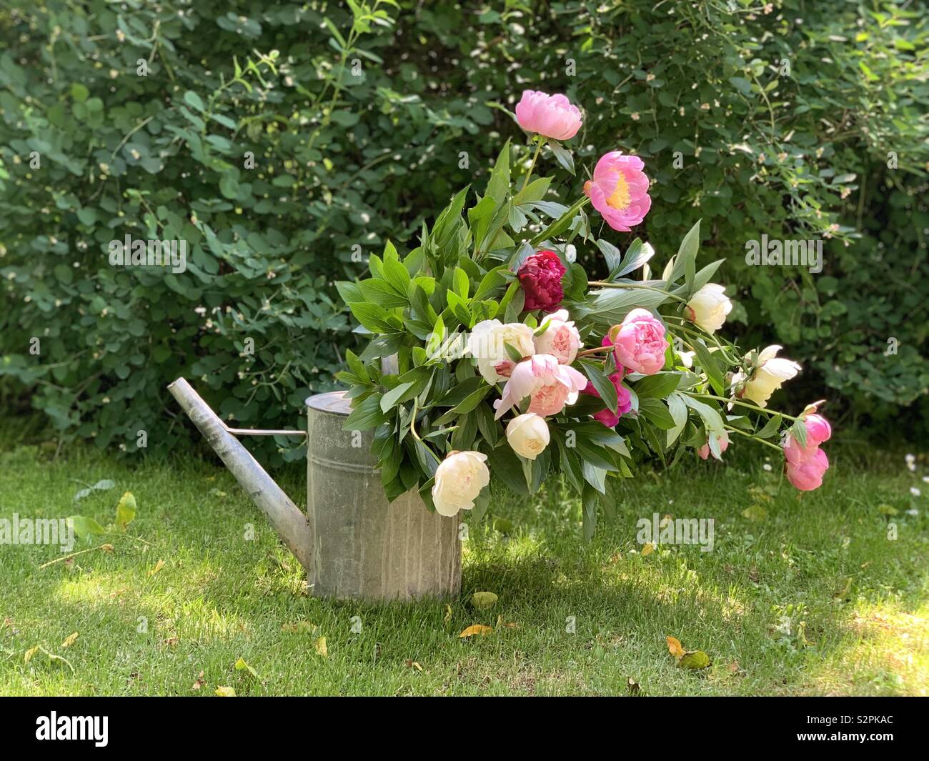 Pfingstrosen blühen im Garten Stockfoto