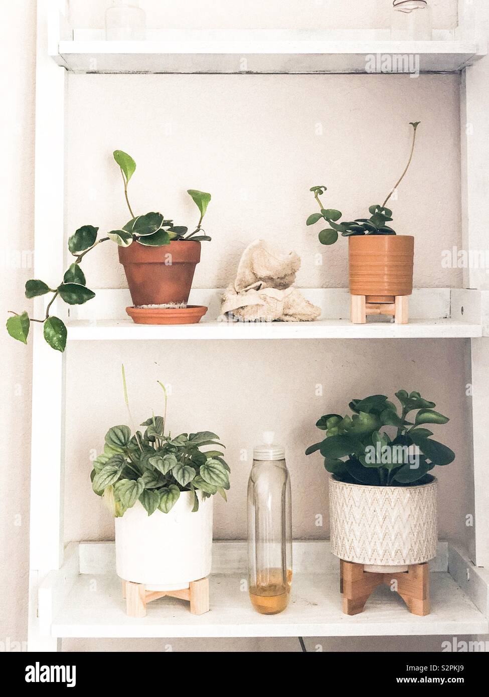 Liebe Pflanzen in Innenräumen Stockfoto