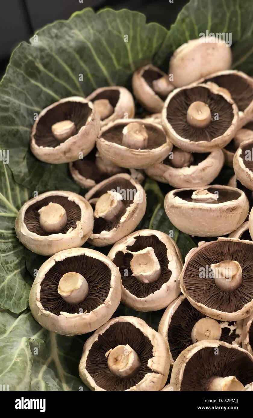 Frische Portobello flache Pilze Stockfoto