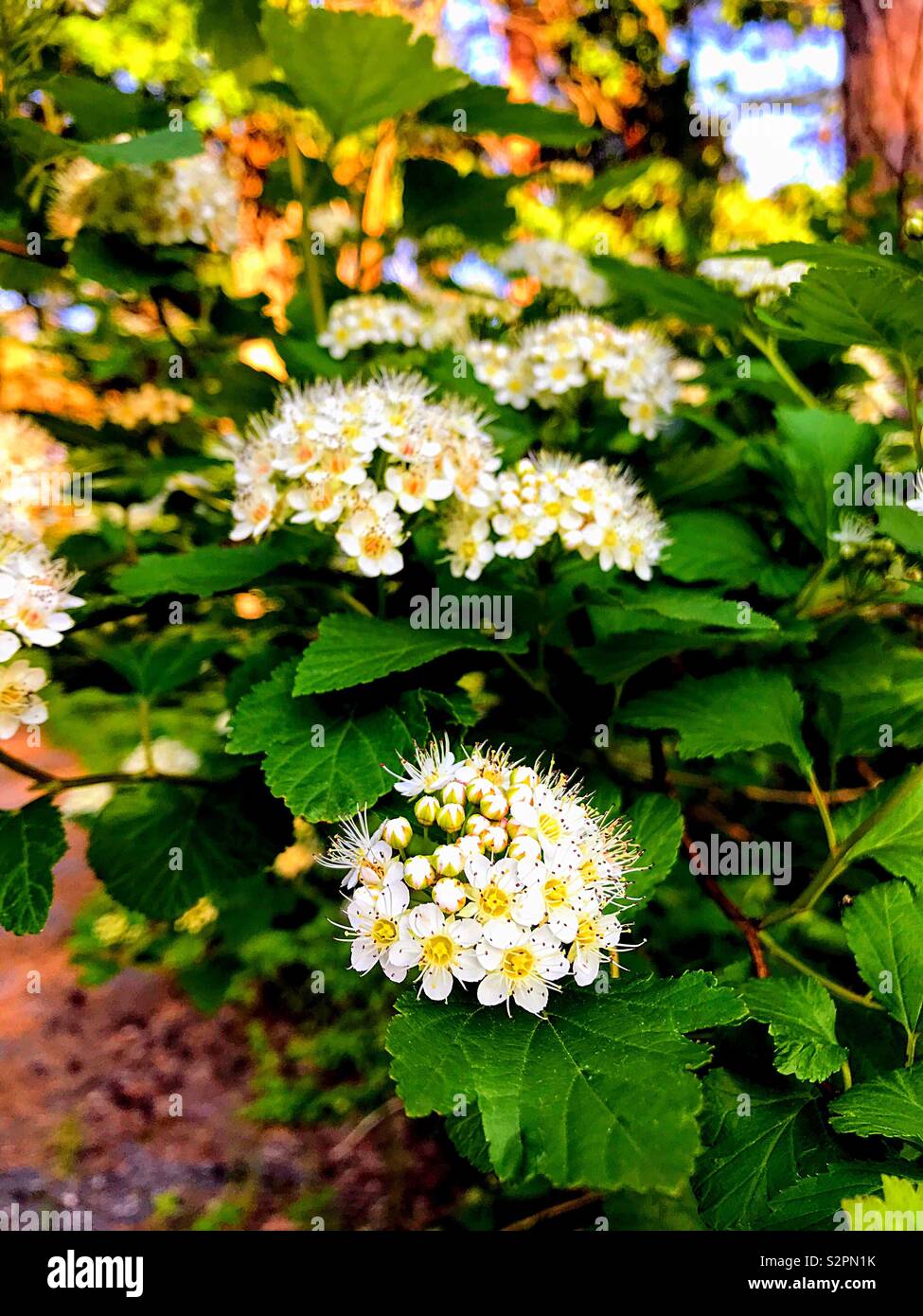 Blühenden Busch - Smartphone-aufgenommenes Stockfoto