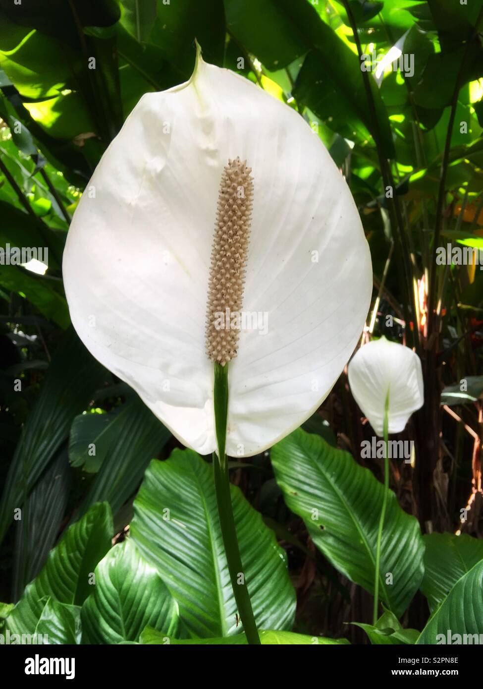 Weiße Friedenslilie im Botanischen Garten Hoʻomaluhia in Kaneohe, Hawaii auf Oahu Stockfoto