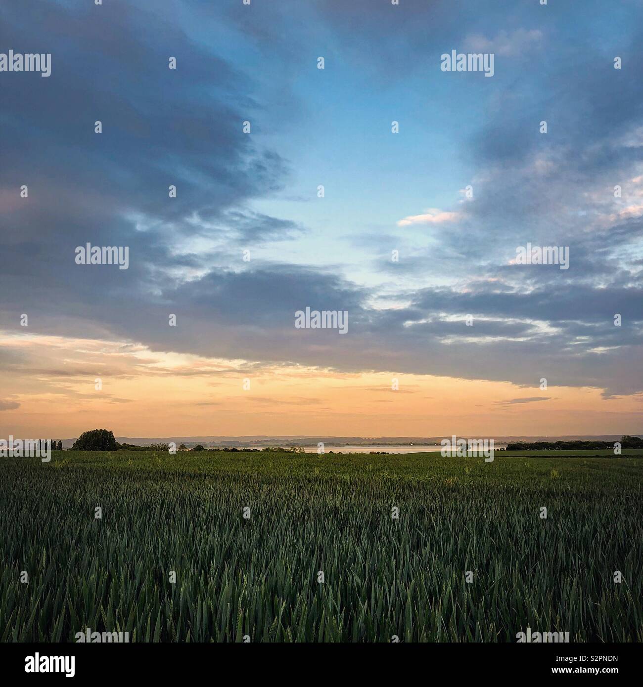 Weizenfeld bei Sonnenuntergang - Smartphone-aufgenommenes Stockfoto