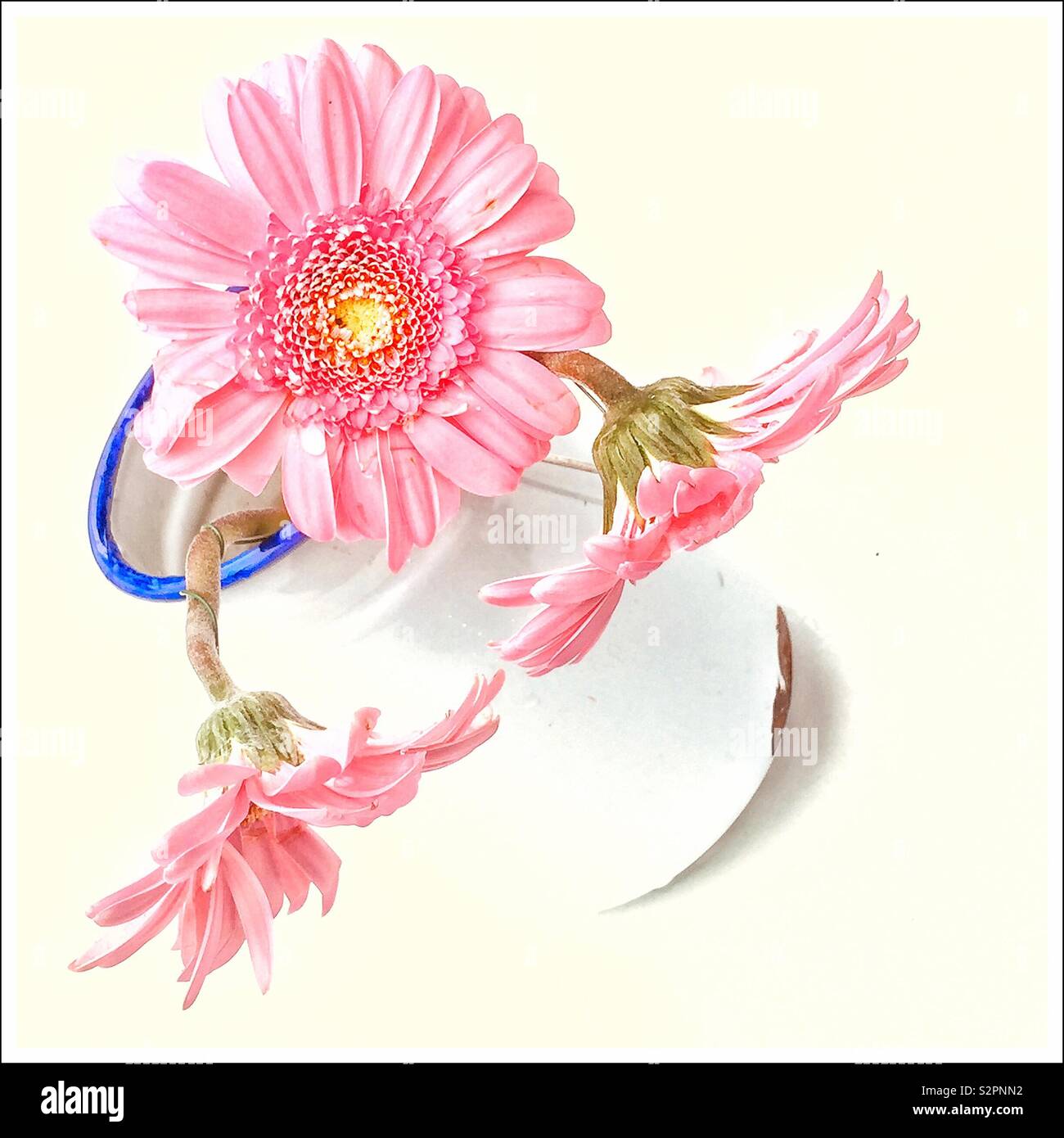 Ein Beitrag von Rosa Gerbera Blumen in einem alten Emaille Kanne - Smartphone-aufgenommenes Stockfoto