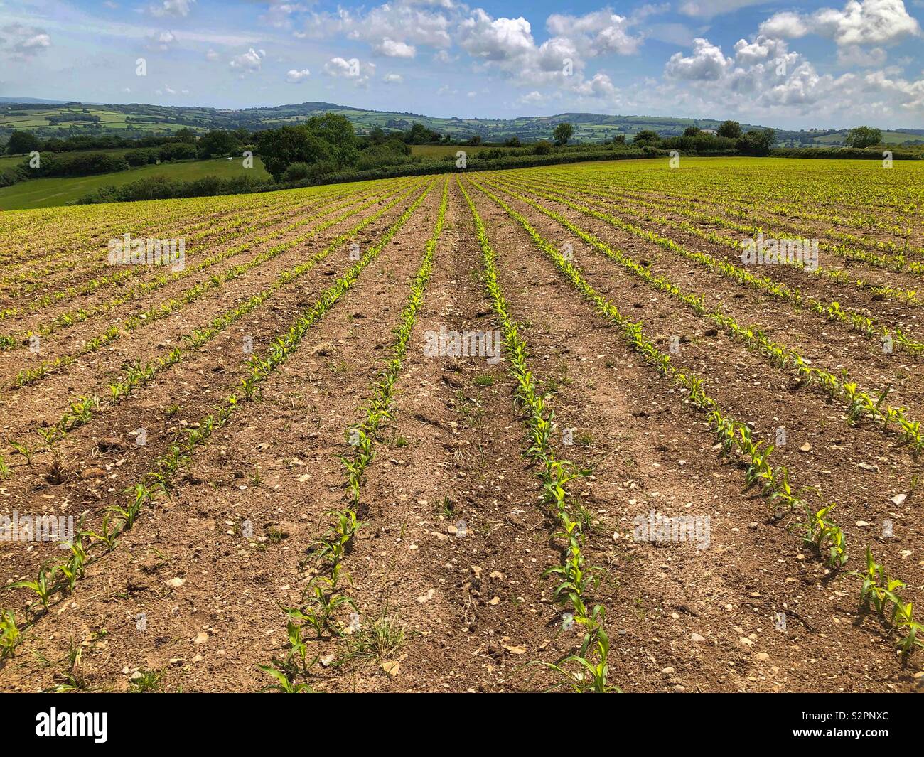 Sommer Landschaft, Bereich der junge maispflanzen und fernen Hügeln, unter einem blauen Himmel, Woolminstone, Somerset, England Stockfoto