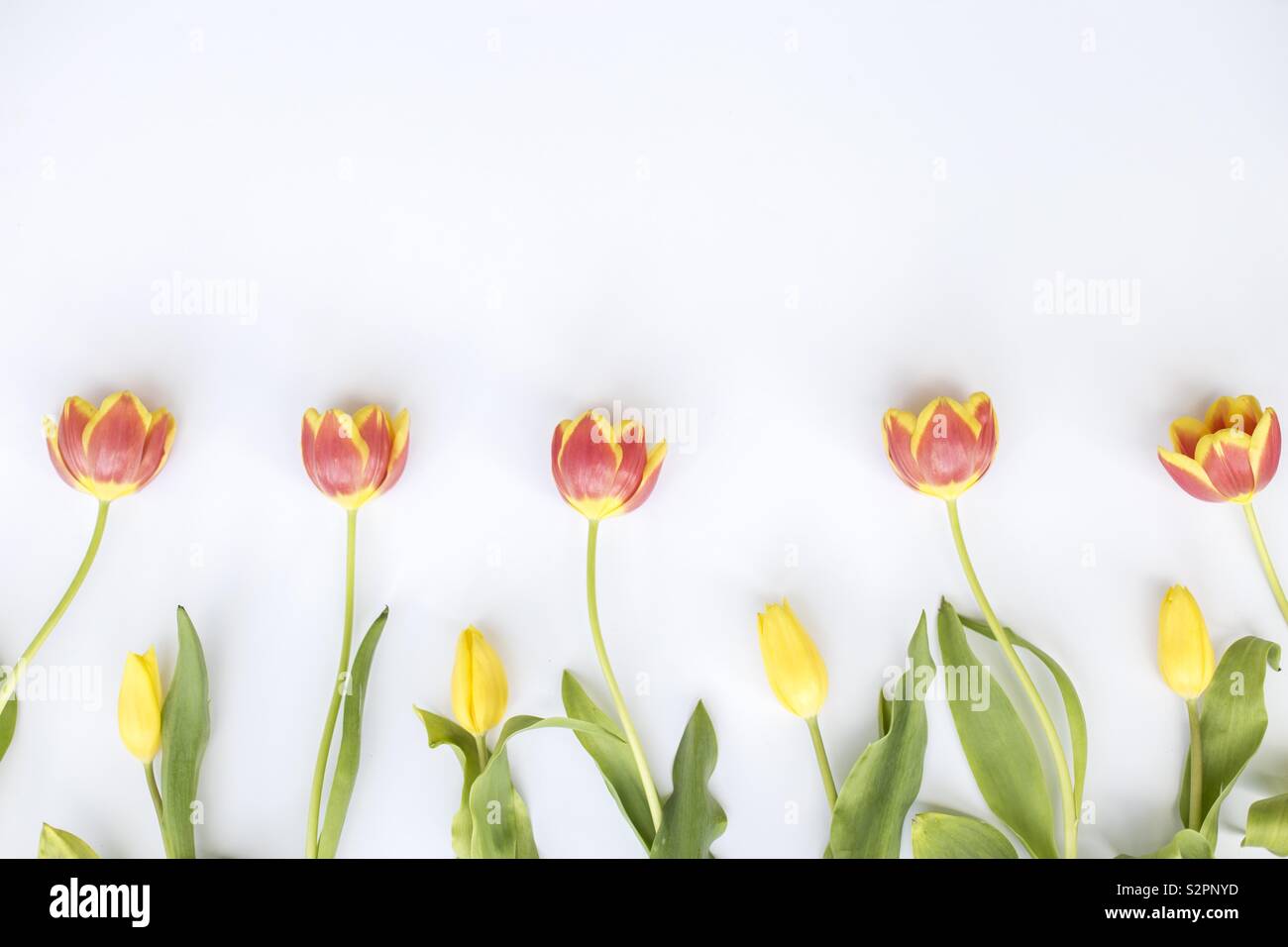 Frühlingsblumen-Zeit Stockfoto