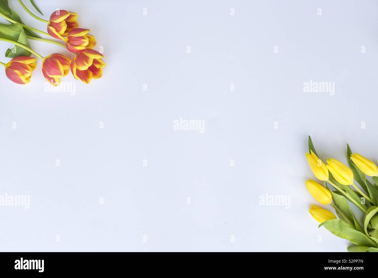 Weißer Hintergrund und Blumenstrauß aus Tulpen Blumen Stockfoto