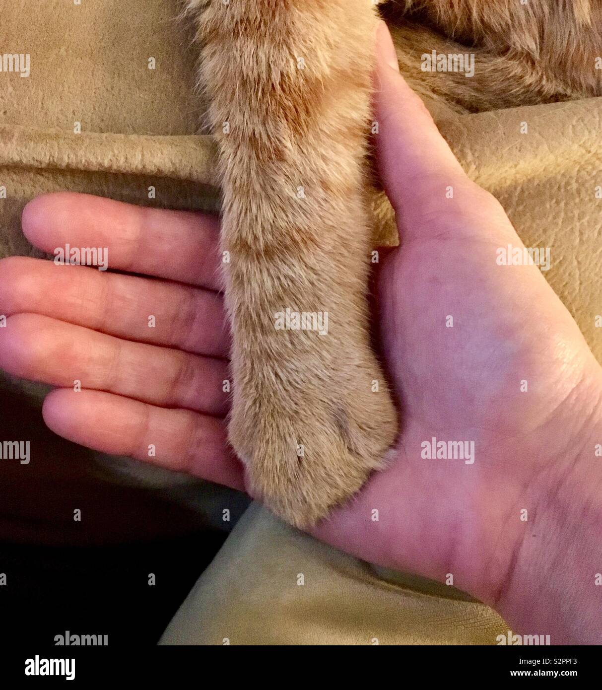 Orange tabby cat Hände mit Eigentümer - Smartphone-aufgenommenes Stockfoto