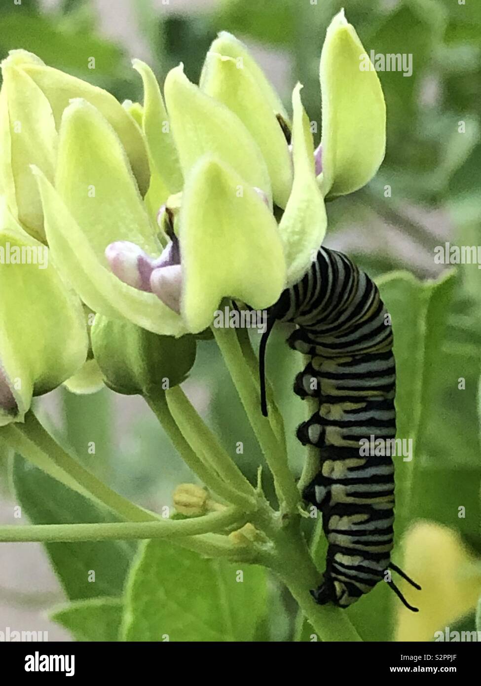 Monarch Caterpillar Schlemmen auf ein Milkweed Anlage Stockfoto