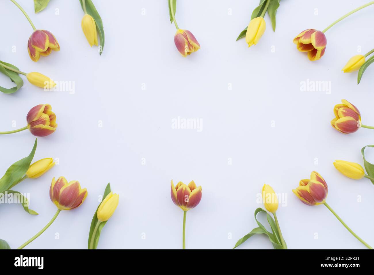 Frische Tulpe Blumen Stockfoto