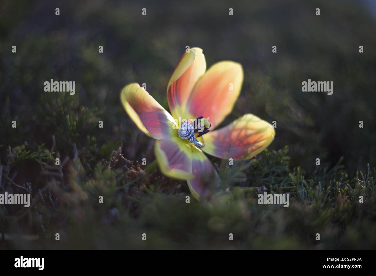 Diamond Ring in einer Tulpe Blume Stockfoto