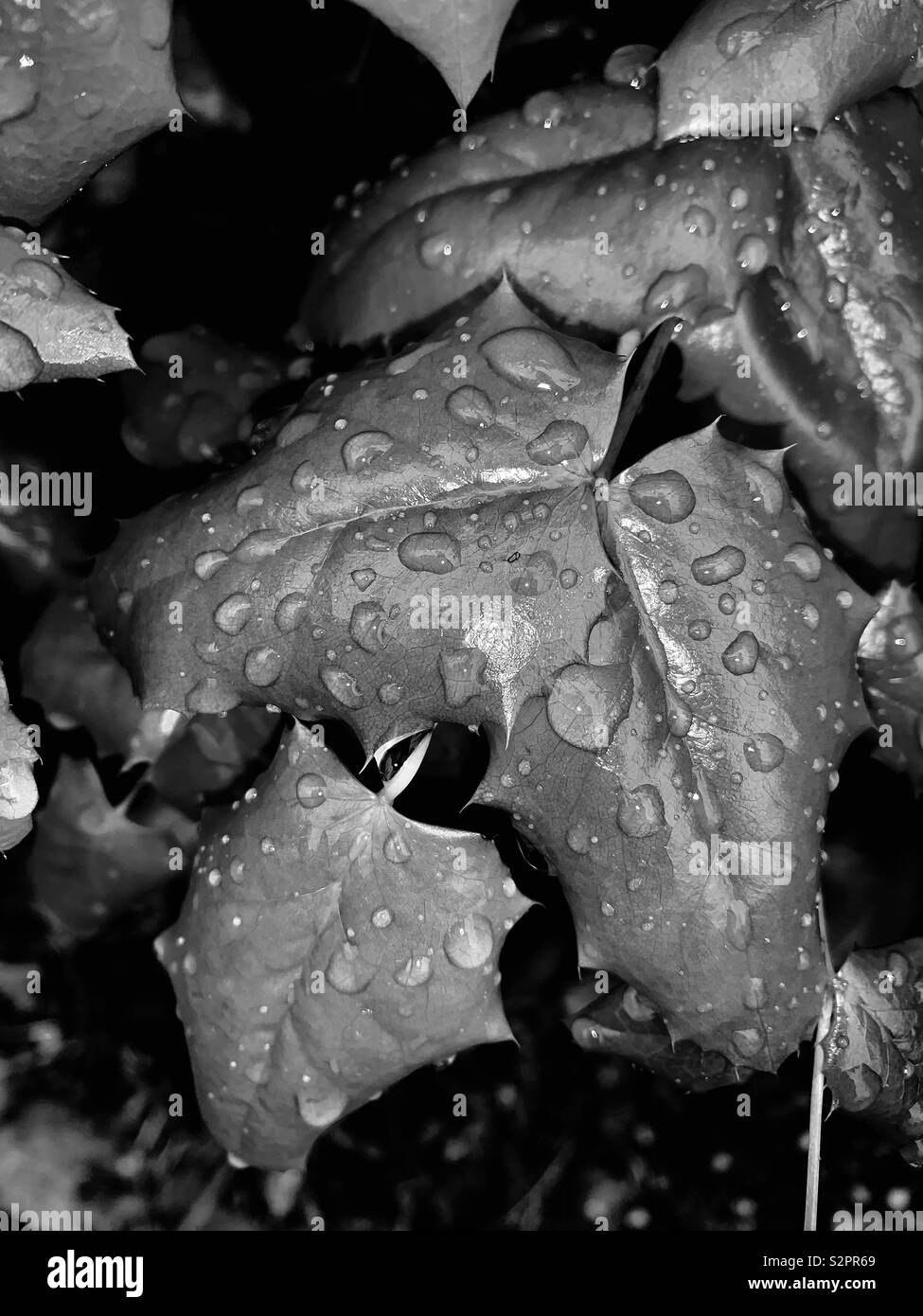 Nasse Blatt in Mono Stockfoto