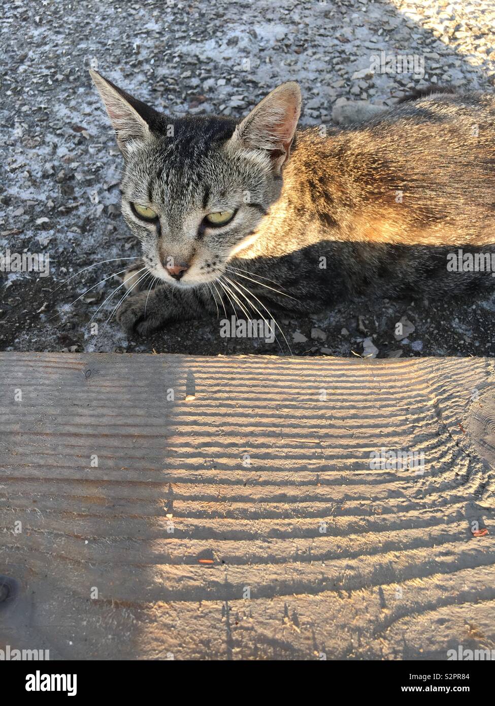 Katze gegen Holz - Smartphone-aufgenommenes Stockfoto