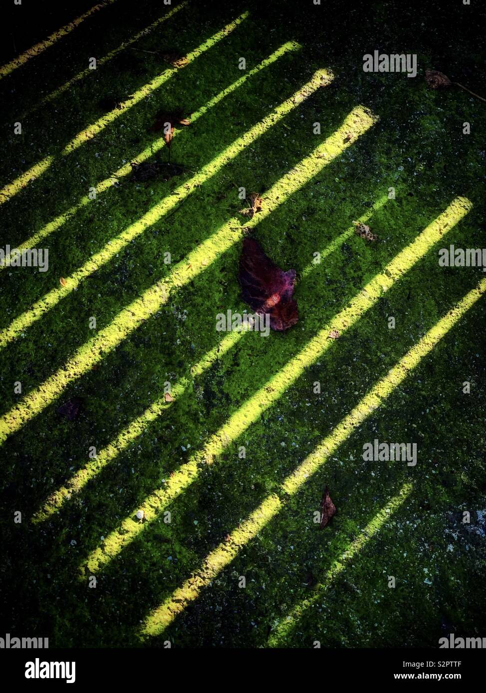 Die trocknen lassen auf die grüne Erde mit dem Licht Muster der Garten Tür Stockfoto