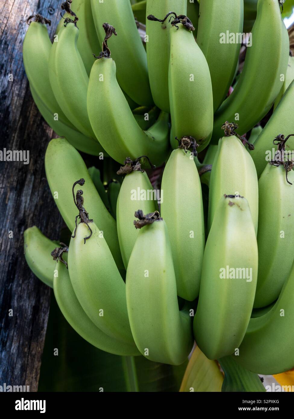 Grün bio Bananen wachsen in einem privaten Garten in Darwin, Australien. - Smartphone-aufgenommenes Stockfoto